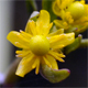Ranunculus sceleratus