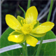 Ranunculus thora