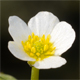 Ranunculus trichophyllus