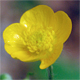 Ranunculus venetus
