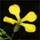 Raphanus raphanistrum l.