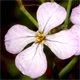 Raphanus raphanistrum s.