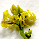 Rapistrum rugosum
