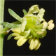 Reseda lutea