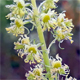 Reseda luteola