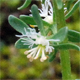 Reseda phyteuma