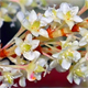Reynoutria japonica