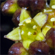 Rhamnus alaternus