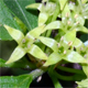 Rhamnus saxatilis
