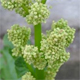Rheum officinale