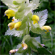 Rhinanthus alectorolophus