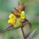 Rhinanthus minor