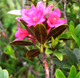 Rhododendron ferrugineum