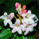 Rhododendron hirsutum