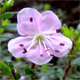 Rhodothamnus chamaecistus