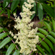 Rhus typhina