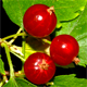 Ribes alpinum