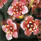 Ribes petraeum