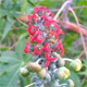 Ricinus communis