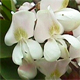 Robinia pseudoacacia