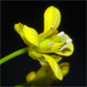 Rorippa amphibia
