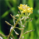 Rorippa palustris