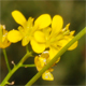 Rorippa sylvestris
