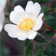 Rosa agrestis