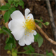 Rosa arvensis