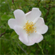 Rosa canina