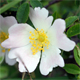 Rosa corymbifera