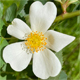Rosa deseglisei