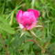 Rosa gallica