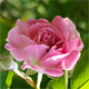 Rosa luciae
