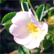 Rosa montana