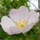 Rosa nitidula