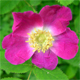 Rosa pendulina