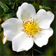 Rosa spinosissima