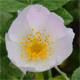Rosa villosa