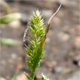 Rostraria cristata