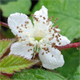 Rubus caesius