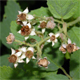 Rubus canescens