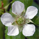 Rubus idaeus