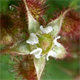 Rubus phoenicolasius
