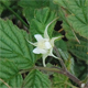 Rubus saxatilis