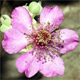 Rubus ser. Discolores