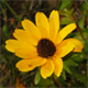 Rudbeckia hirta