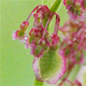 Rumex acetosa