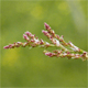 Rumex acetosella