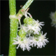 Rumex alpestris